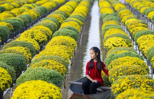 Thuê Xe Hậu Giang Đi Làng Hoa Sa Đéc Đồng Tháp Du Xuân